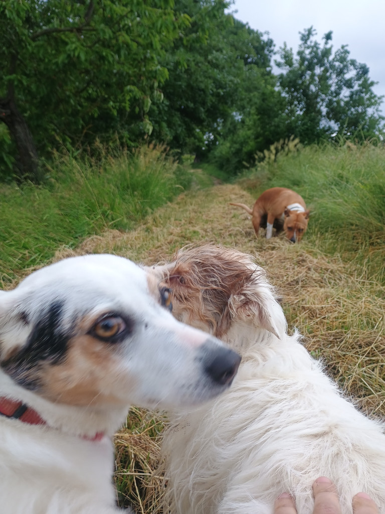 Image of Elena Dogwalker service in Metropolitan City of Genoa, Liguria, Italy Image of Elena Dogwalker service in Metropolitan City of Genoa, Liguria, Italy