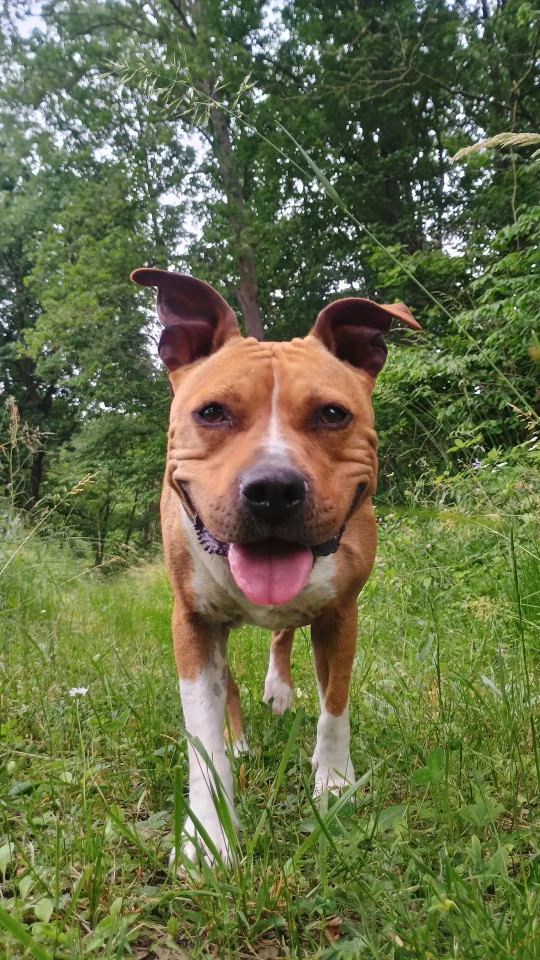 Image of Elena Dogwalker service in Metropolitan City of Genoa, Liguria, Italy Image of Elena Dogwalker service in Metropolitan City of Genoa, Liguria, Italy