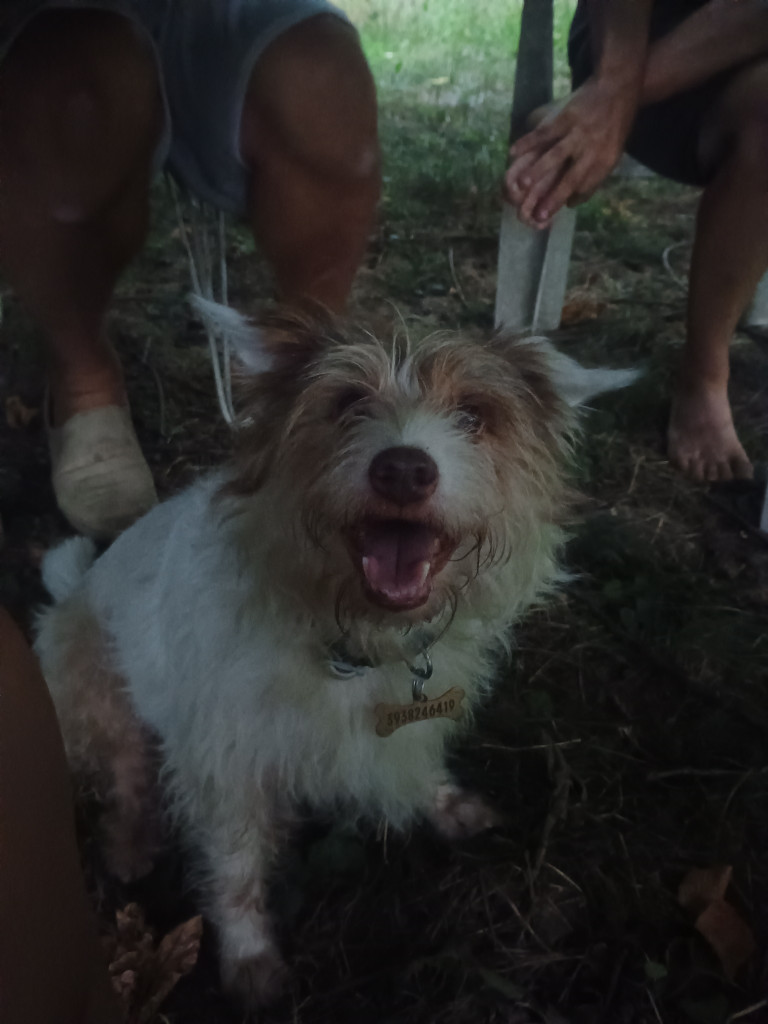 Image of Elena Dogwalker service in Metropolitan City of Genoa, Liguria, Italy Image of Elena Dogwalker service in Metropolitan City of Genoa, Liguria, Italy