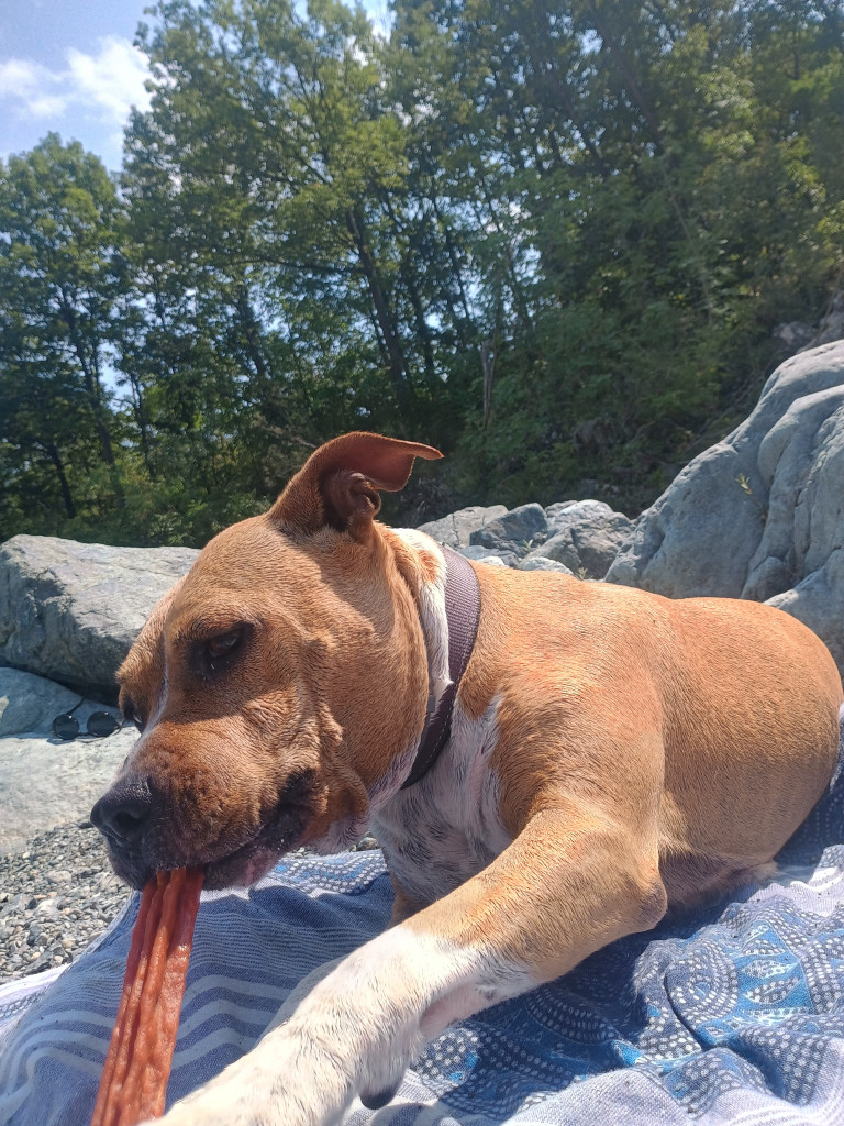 Image of Elena Dogwalker service in Metropolitan City of Genoa, Liguria, Italy Image of Elena Dogwalker service in Metropolitan City of Genoa, Liguria, Italy