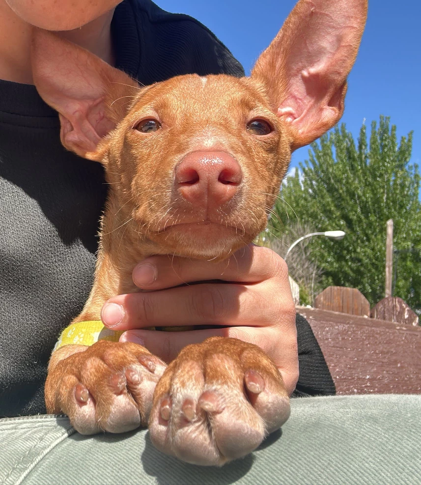 わんわんテラス Dog Park in Yamakita | Reviews and Ameni