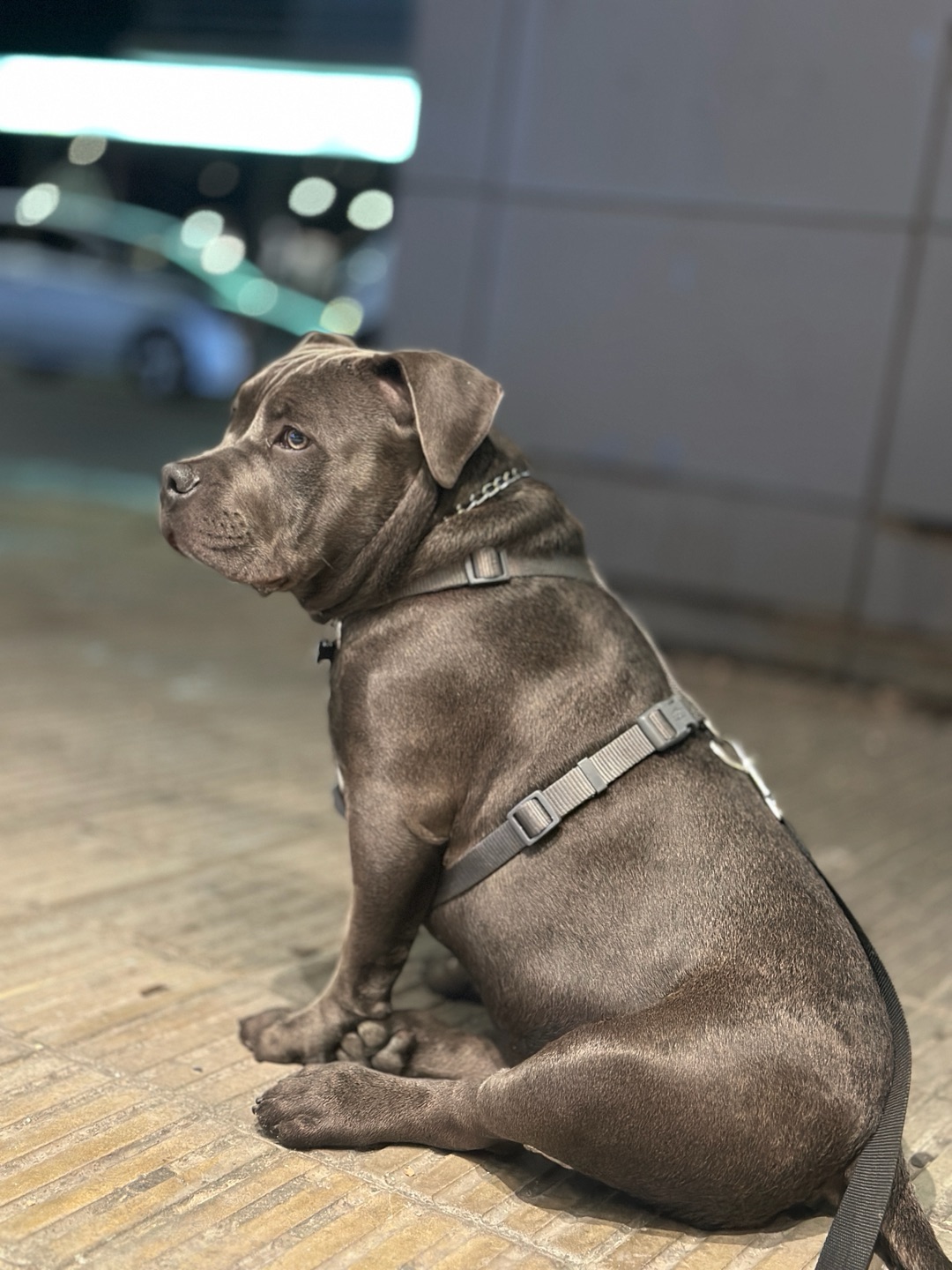 犬園 蜂蜜公園Dog Park in Takahashi | Reviews and Amenities