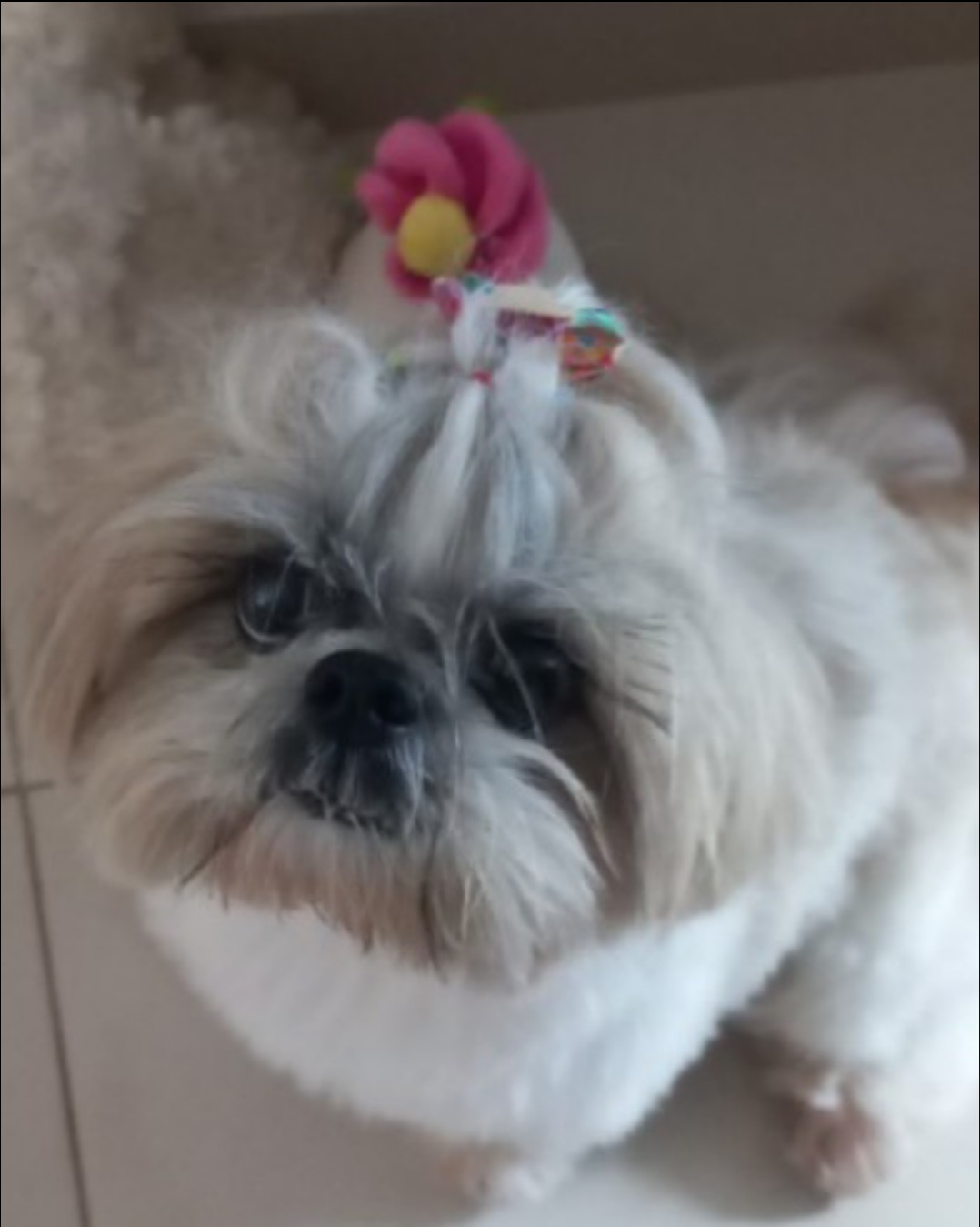 蜂蜜公園Dog Park in Takahashi | Reviews and Amenities