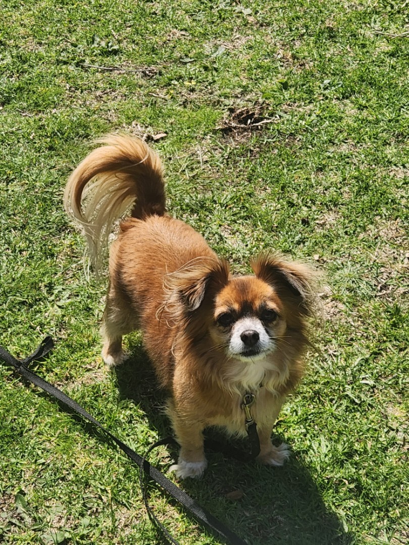 Image of Keast Park - Free Roam Dog Beach park in seaford, victoria, australia