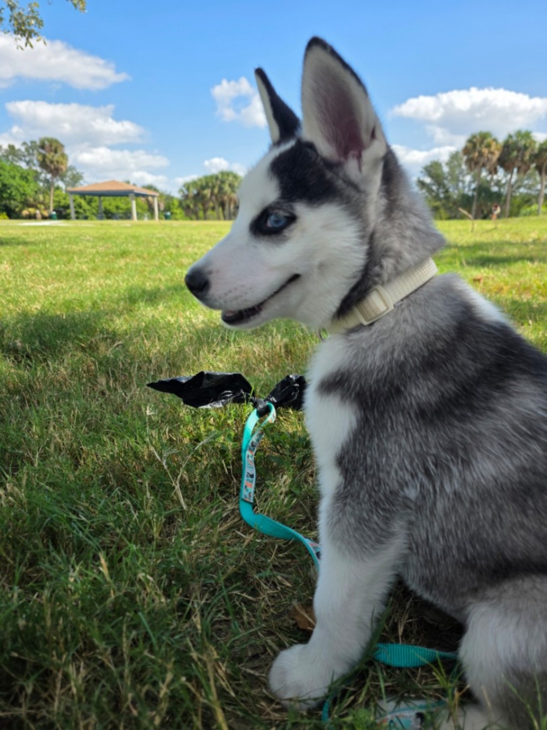 Image of Picnic Island Beach Dog Park park in Tampa, Florida, United States Image of Picnic Island Beach Dog Park park in tampa, florida, united-states