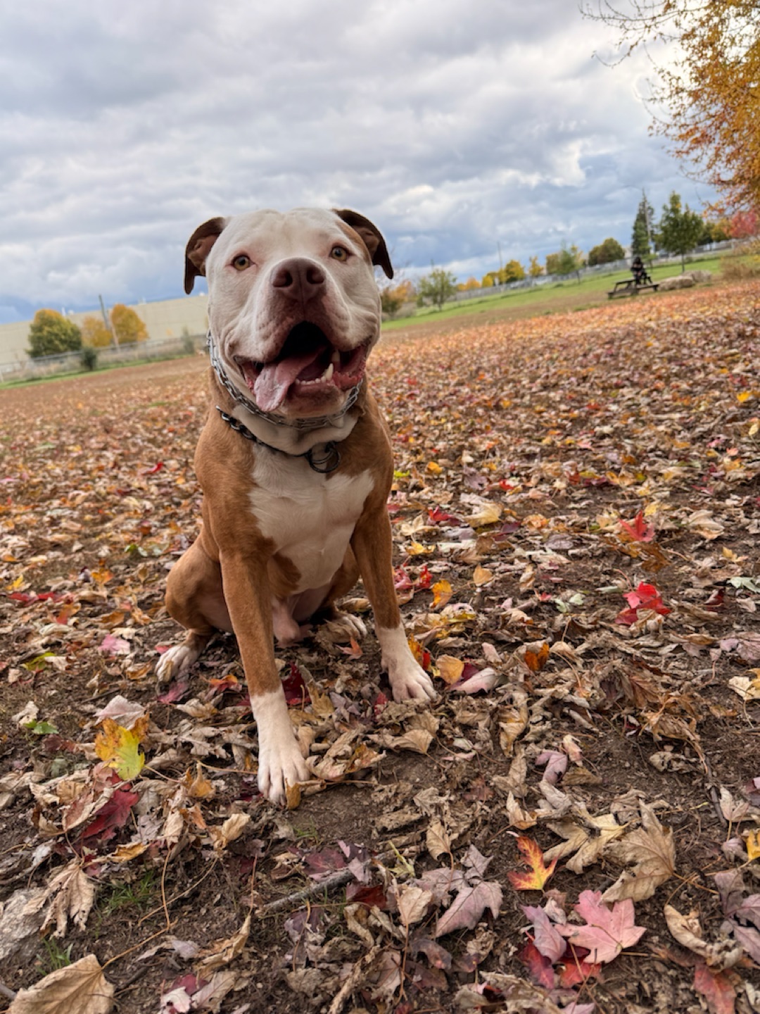 Image of Totoredaca Leash-Free Dog Park park in Mississauga, Ontario, Canada Image of Totoredaca Leash-Free Dog Park park in Mississauga, Ontario, Canada