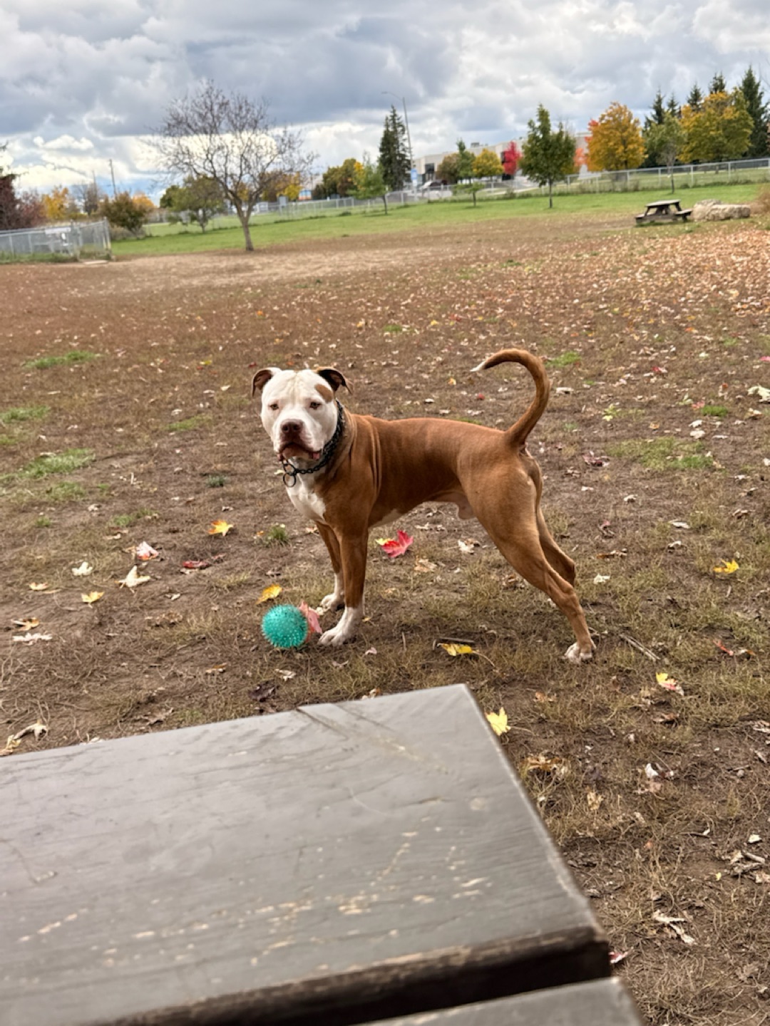 Image of Totoredaca Leash-Free Dog Park park in Mississauga, Ontario, Canada Image of Totoredaca Leash-Free Dog Park park in Mississauga, Ontario, Canada