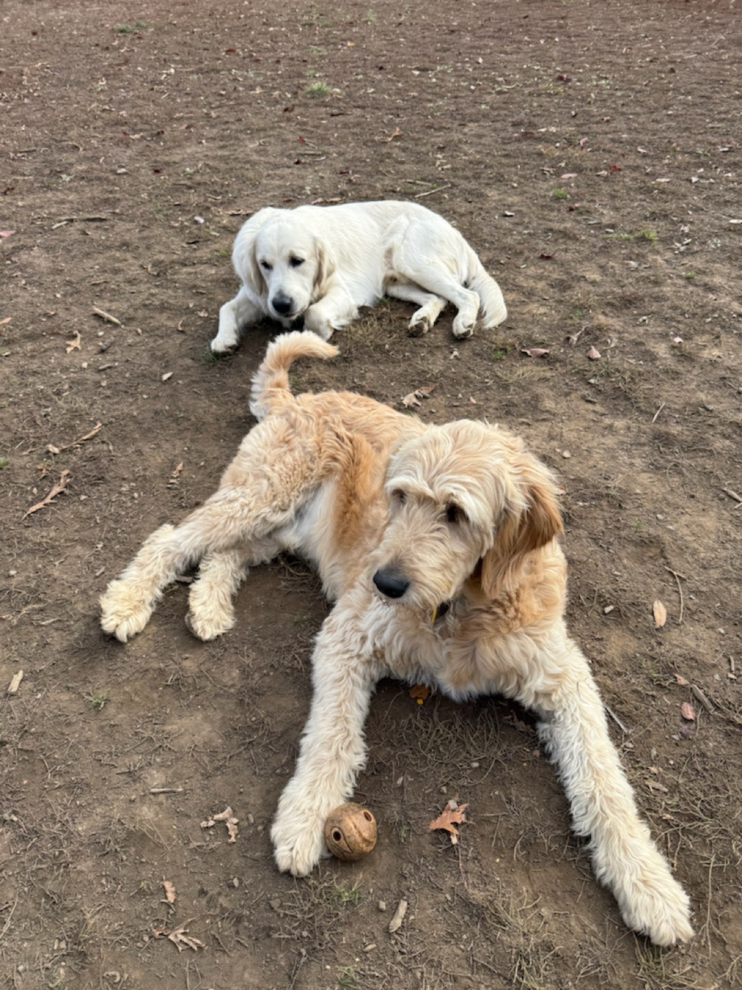 Image of Totoredaca Leash-Free Dog Park park in Mississauga, Ontario, Canada Image of Totoredaca Leash-Free Dog Park park in Mississauga, Ontario, Canada