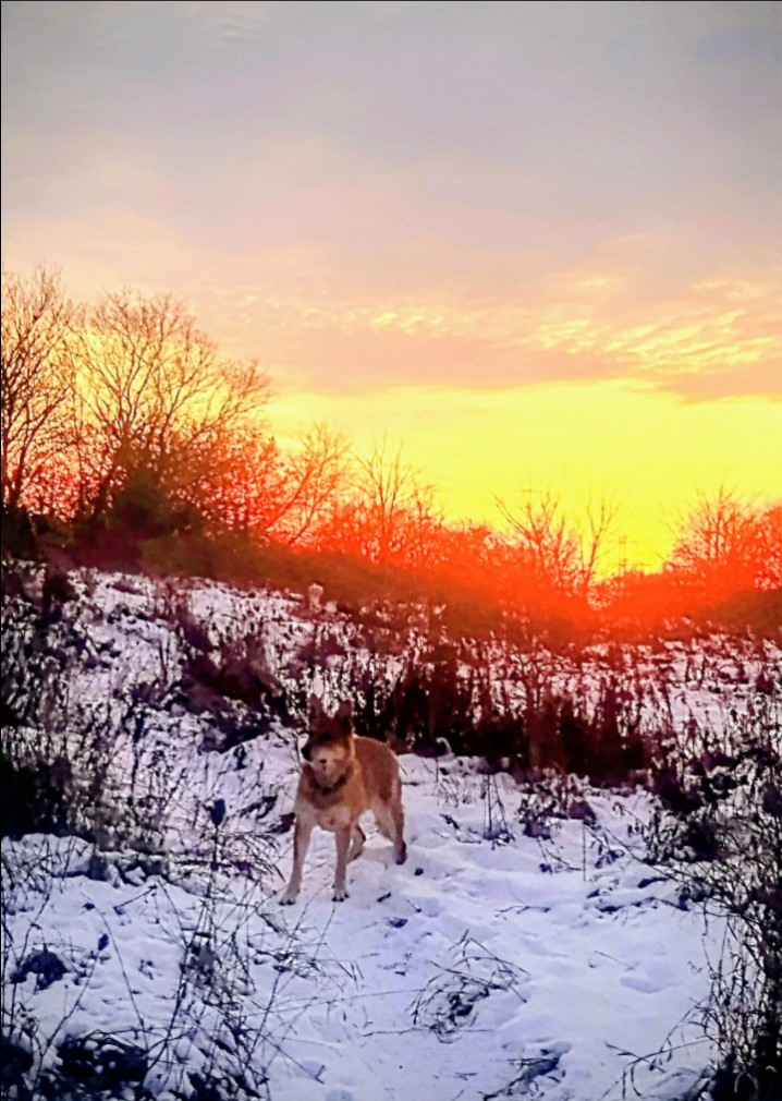 Image of Totoredaca Leash-Free Dog Park park in mississauga, ontario, canada