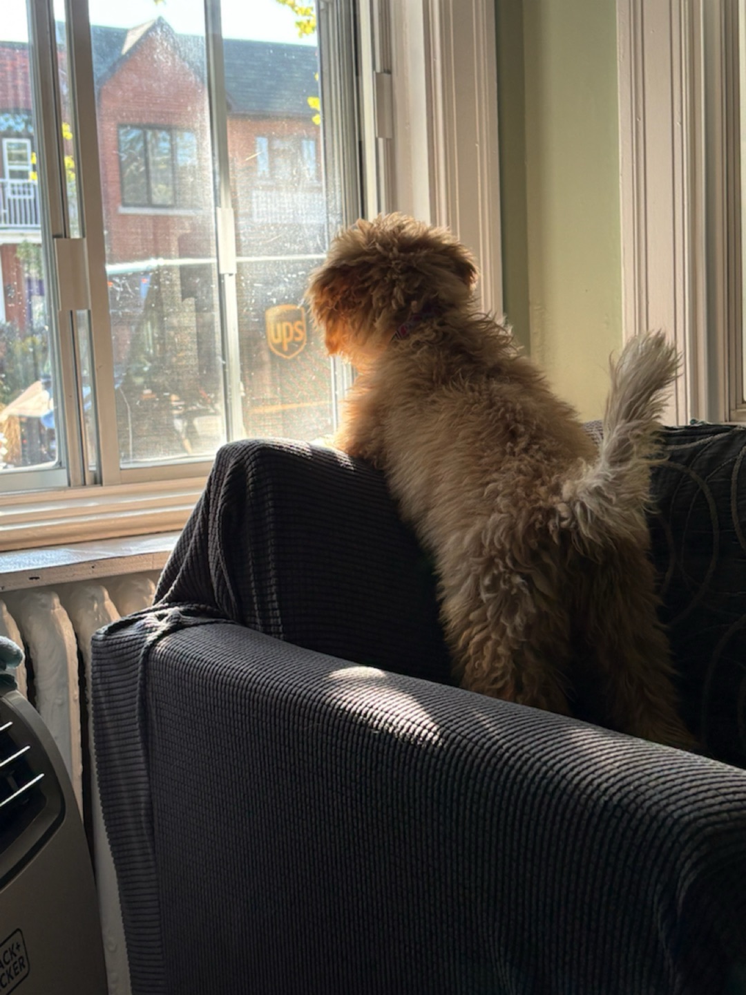 Image of Parc à chiens du parc Notre-Dame-de-Grâce park in Montreal, Quebec, Canada Image of Parc à chiens du parc Notre-Dame-de-Grâce park in Montreal, Quebec, Canada