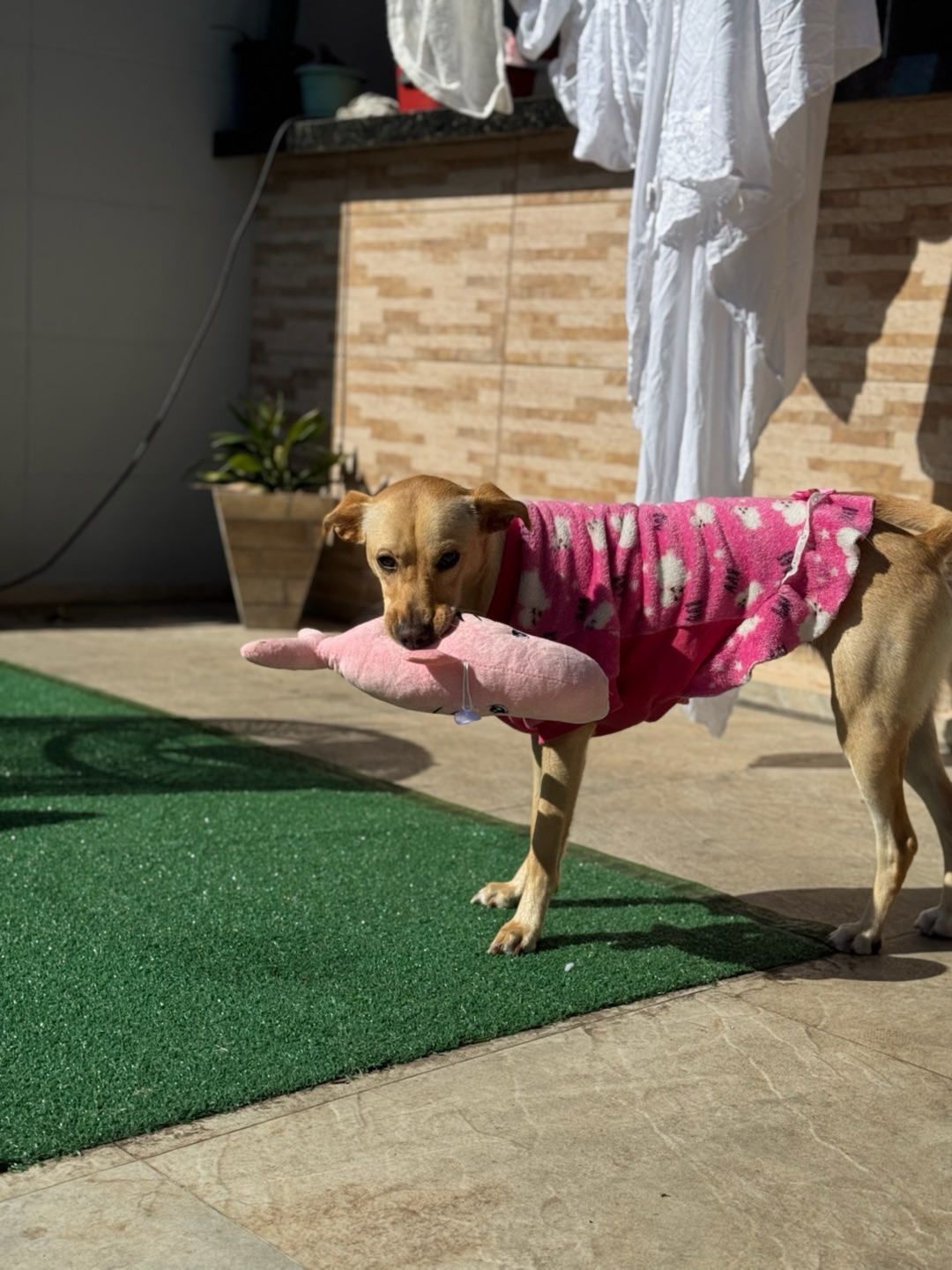 嶋公園 Dog Park in Iida | Reviews and Amenities