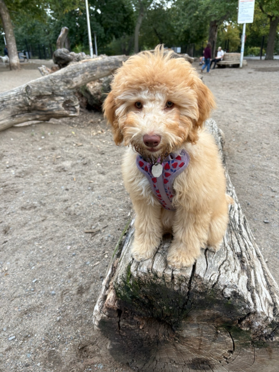 Image of Parc à chiens du parc Notre-Dame-de-Grâce park in Montreal, Quebec, Canada Image of Parc à chiens du parc Notre-Dame-de-Grâce park in montreal, quebec, canada