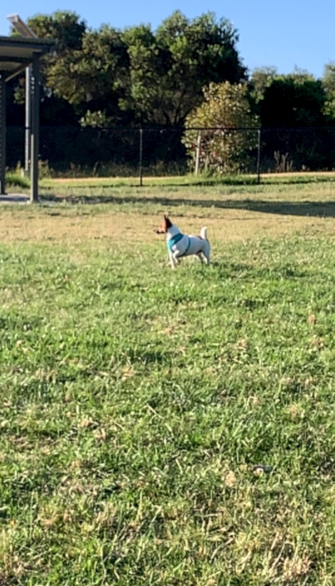 Image of Wonthaggi Dog Park park in wonthaggi, victoria, australia