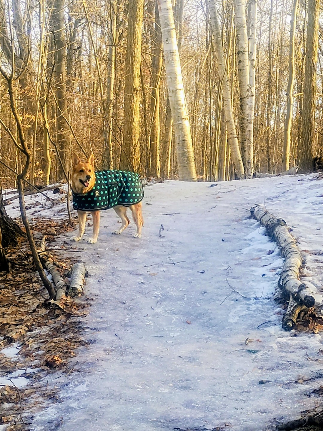 Image of Totoredaca Leash-Free Dog Park park in mississauga, ontario, canada