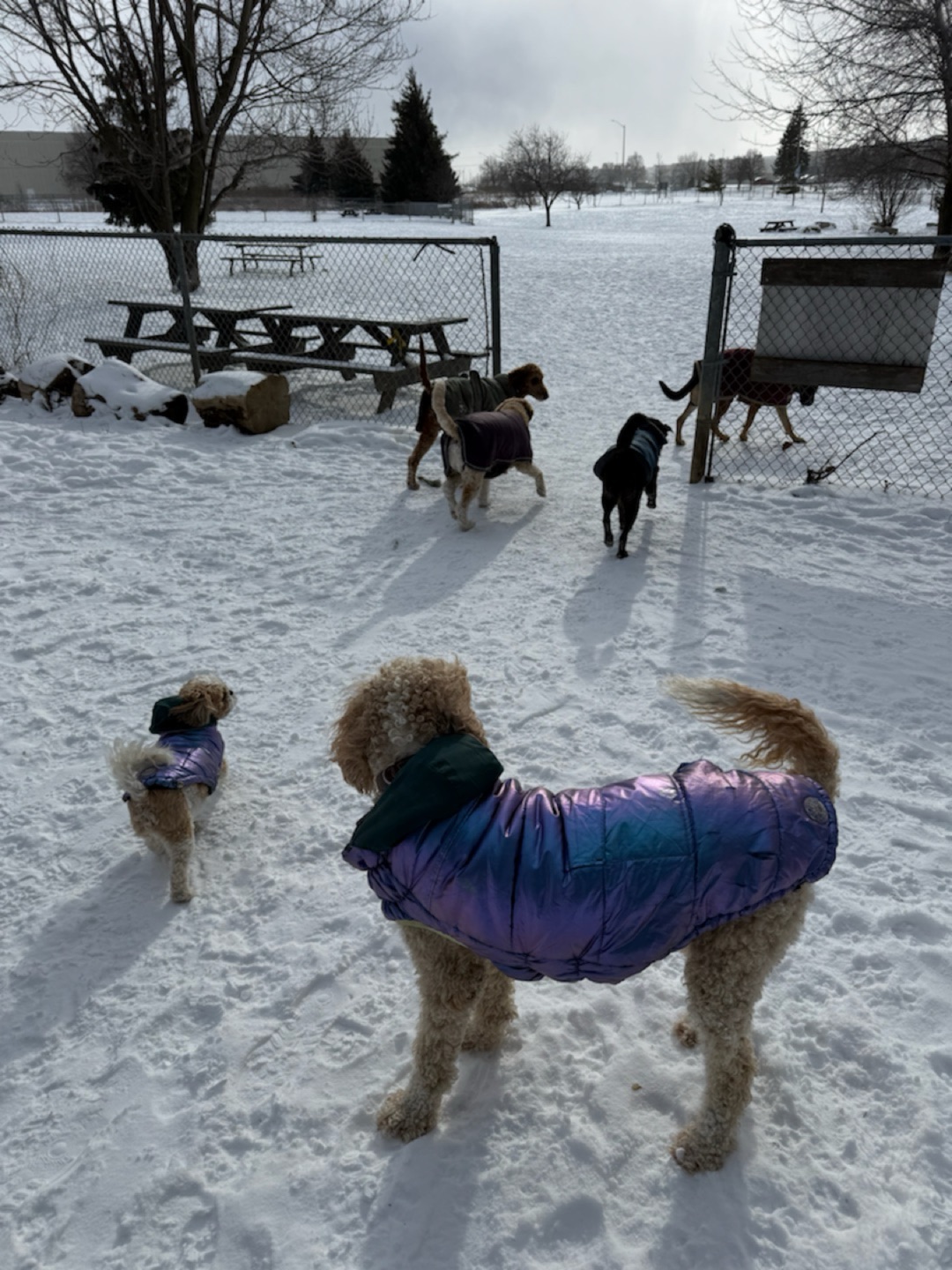 Image of Totoredaca Leash-Free Dog Park park in mississauga, ontario, canada
