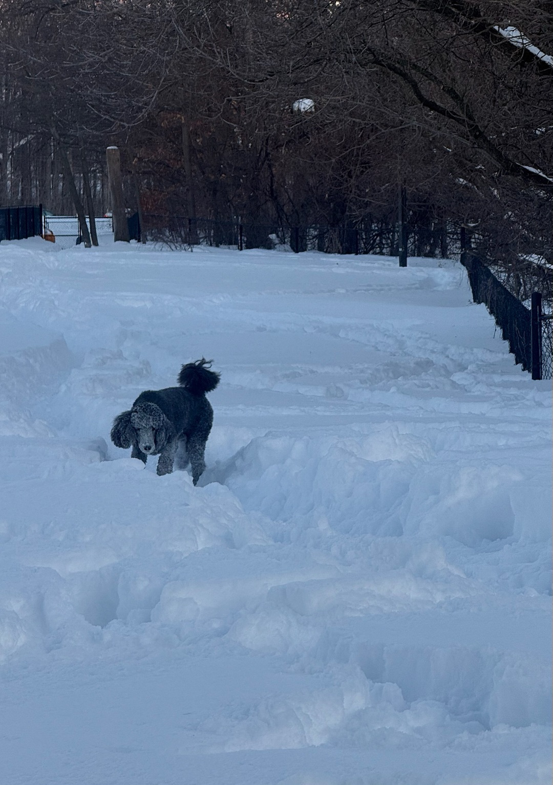Image of Quenippenon Meadows Leash Free Park park in mississauga, ontario, canada