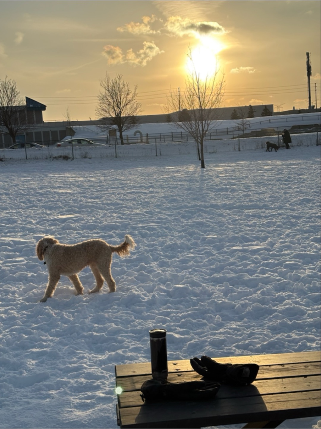 Image of Totoredaca Leash-Free Dog Park park in mississauga, ontario, canada