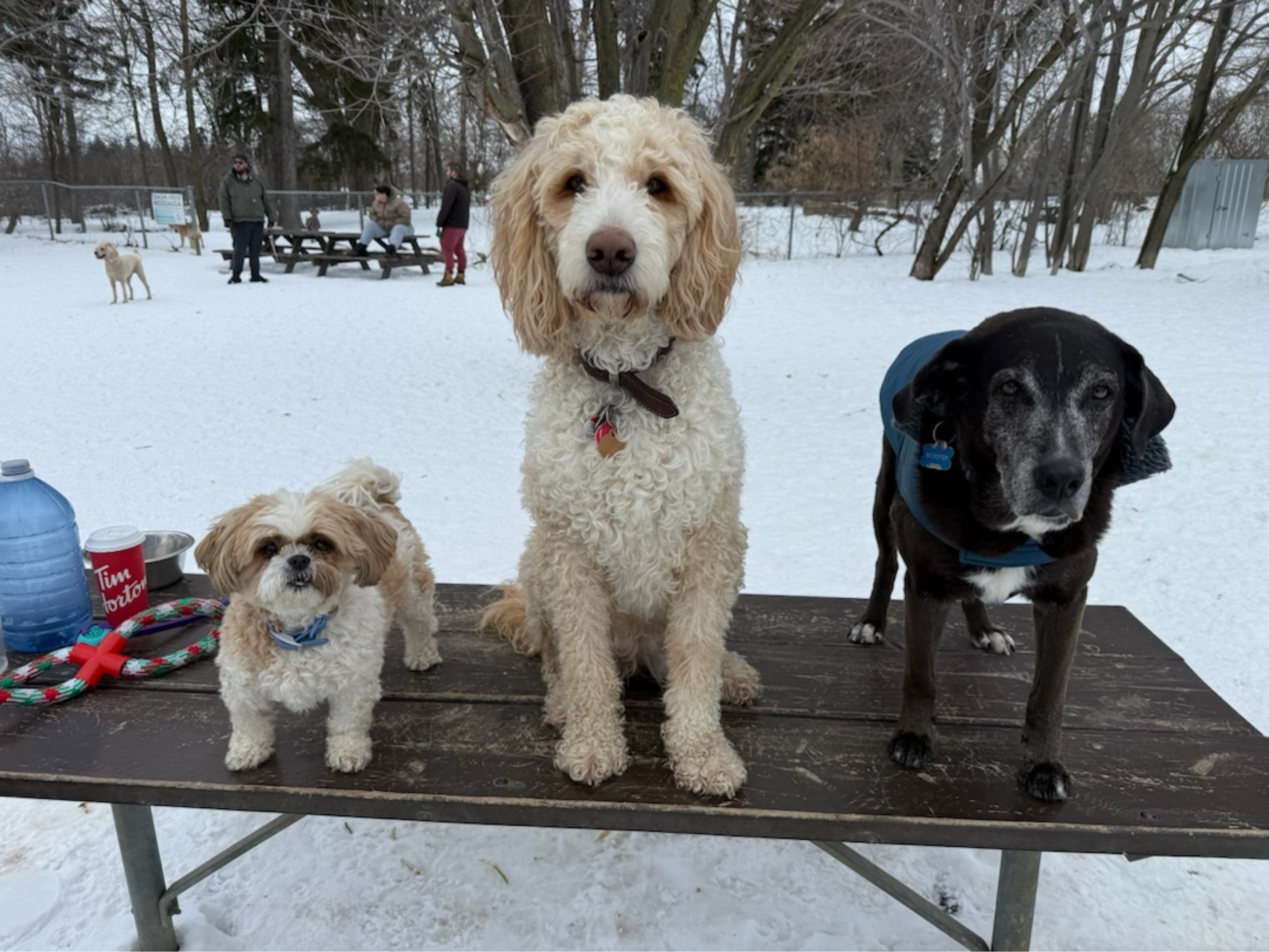 Image of Totoredaca Leash-Free Dog Park park in mississauga, ontario, canada