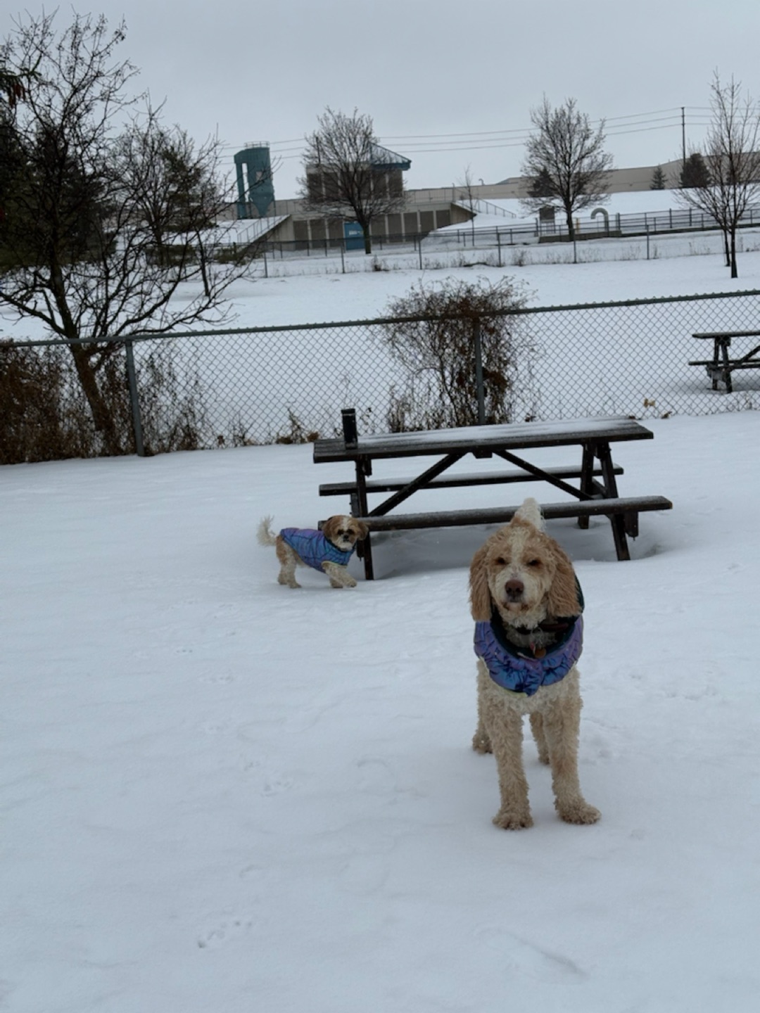 Image of Totoredaca Leash-Free Dog Park park in mississauga, ontario, canada