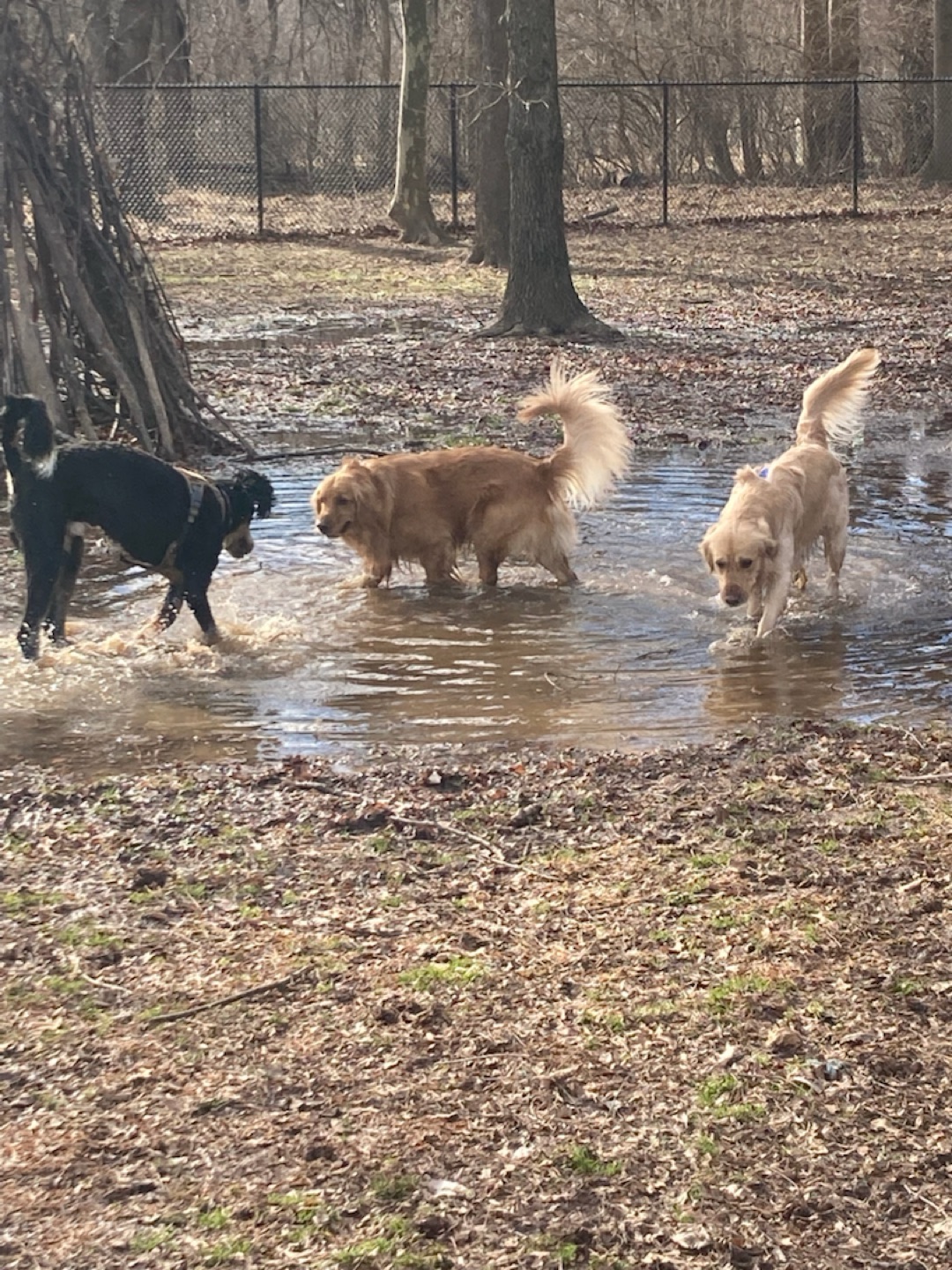 Image of Ballenger Creek Dog Park park in frederick, maryland, united-states