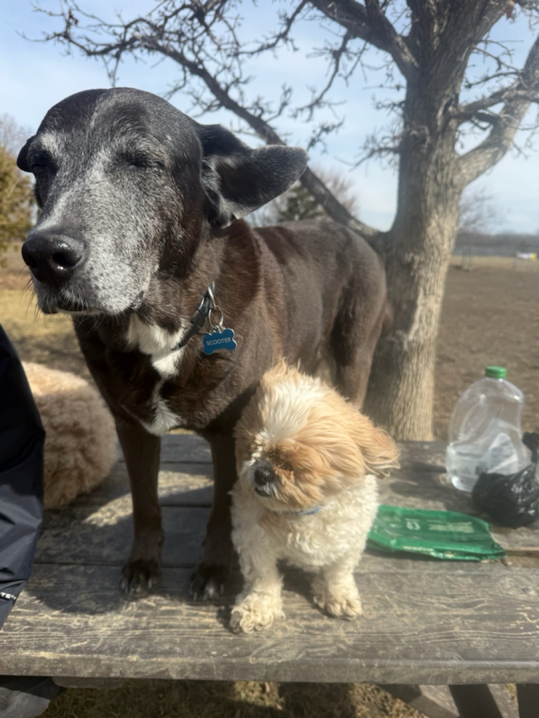 Image of Totoredaca Leash-Free Dog Park park in mississauga, ontario, canada