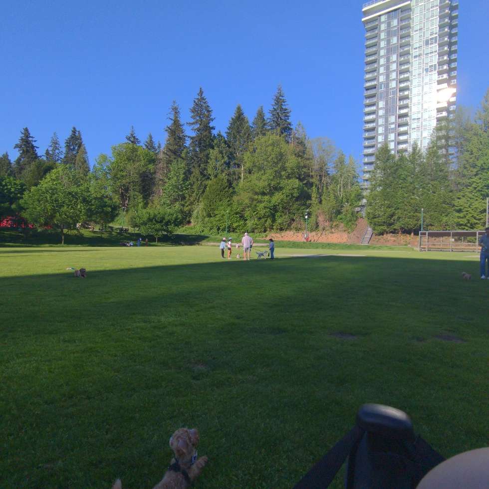 Brookmere Park | DogPack