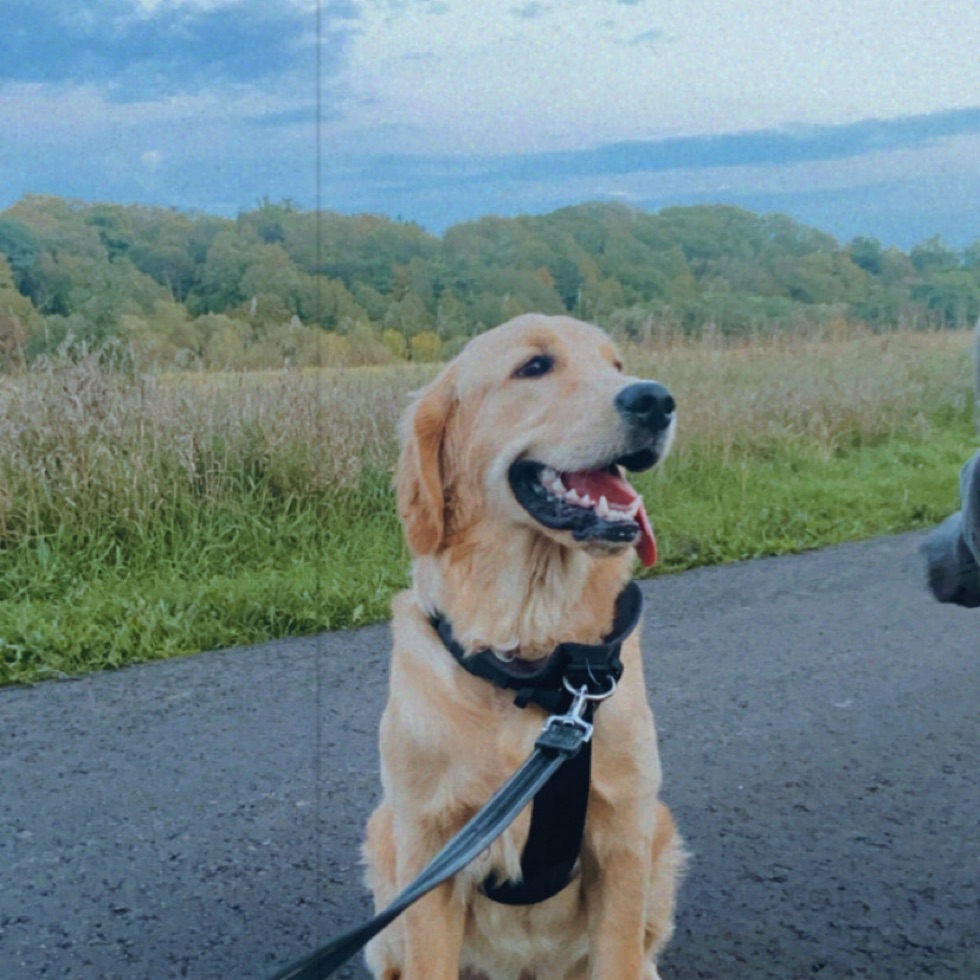 Miller Avenue OffLeash Dog Park DogPack
