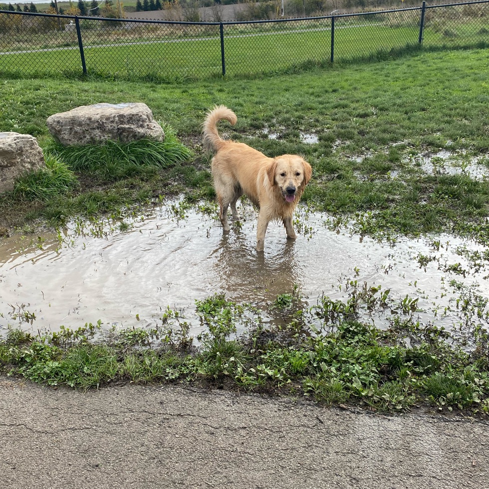 Heritage Green Community Dog Park DogPack