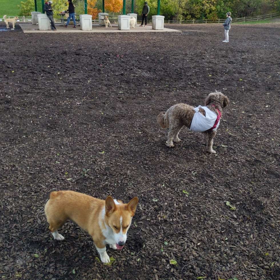 Cedarvale Park Dogs OffLeash Area DogPack