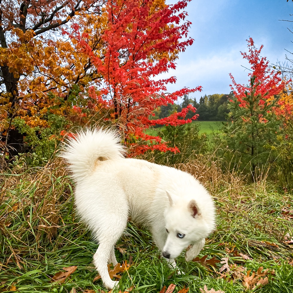 Cedarvale Park Dogs OffLeash Area DogPack