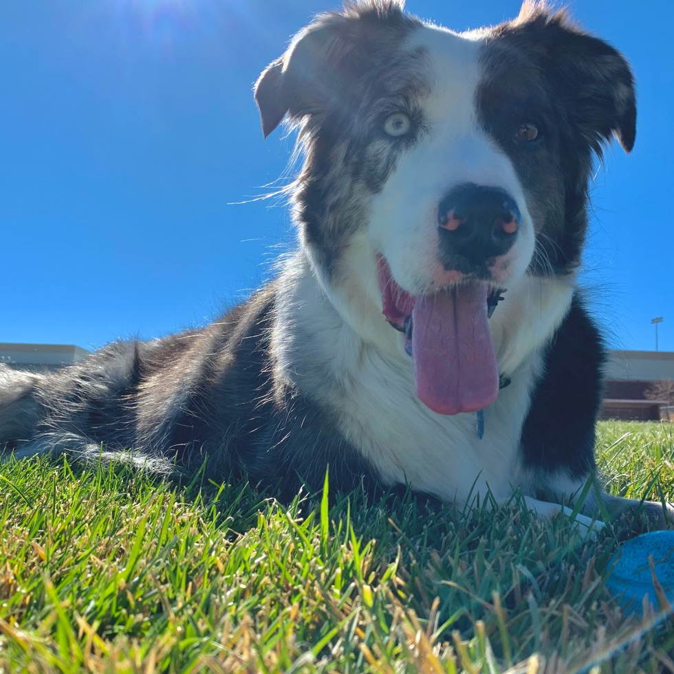 Lander Dog Park DogPack