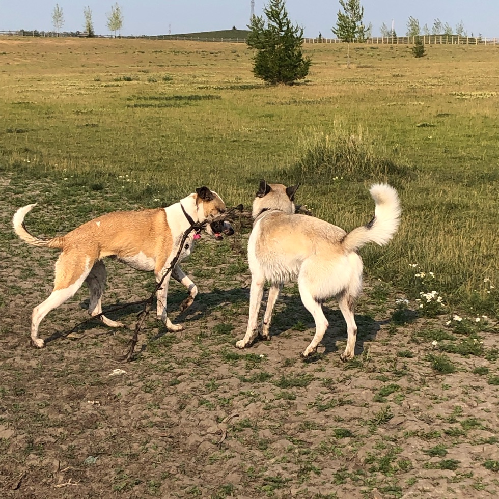 West River's Edge Dog Park DogPack