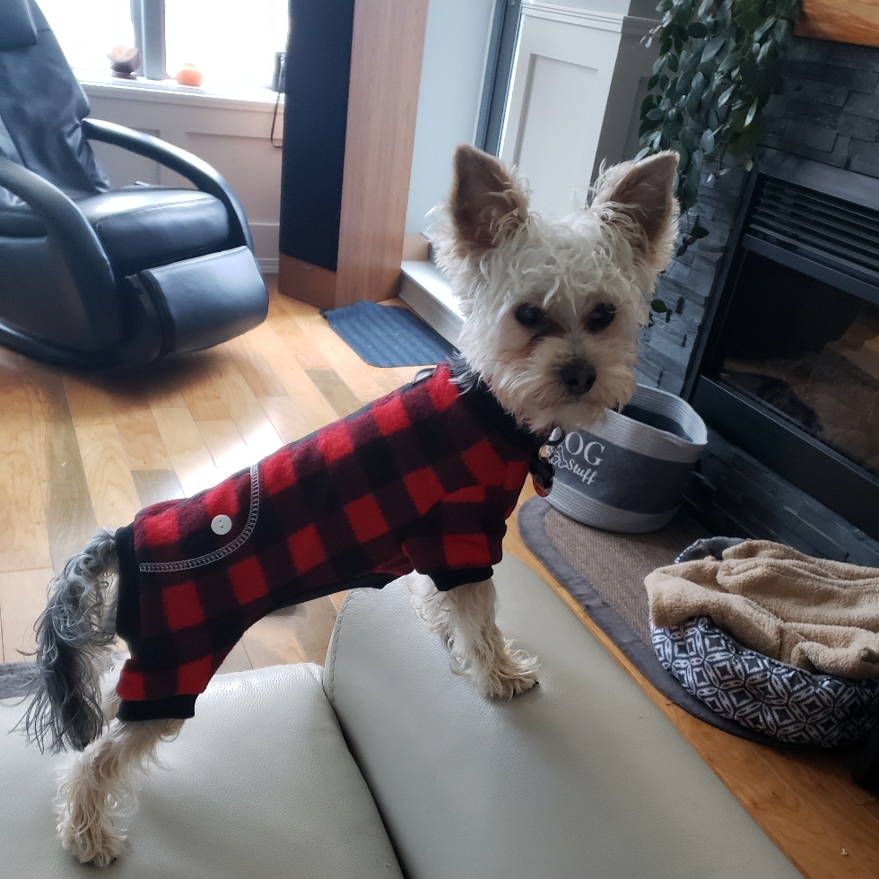 Queens Dog Park DogPack