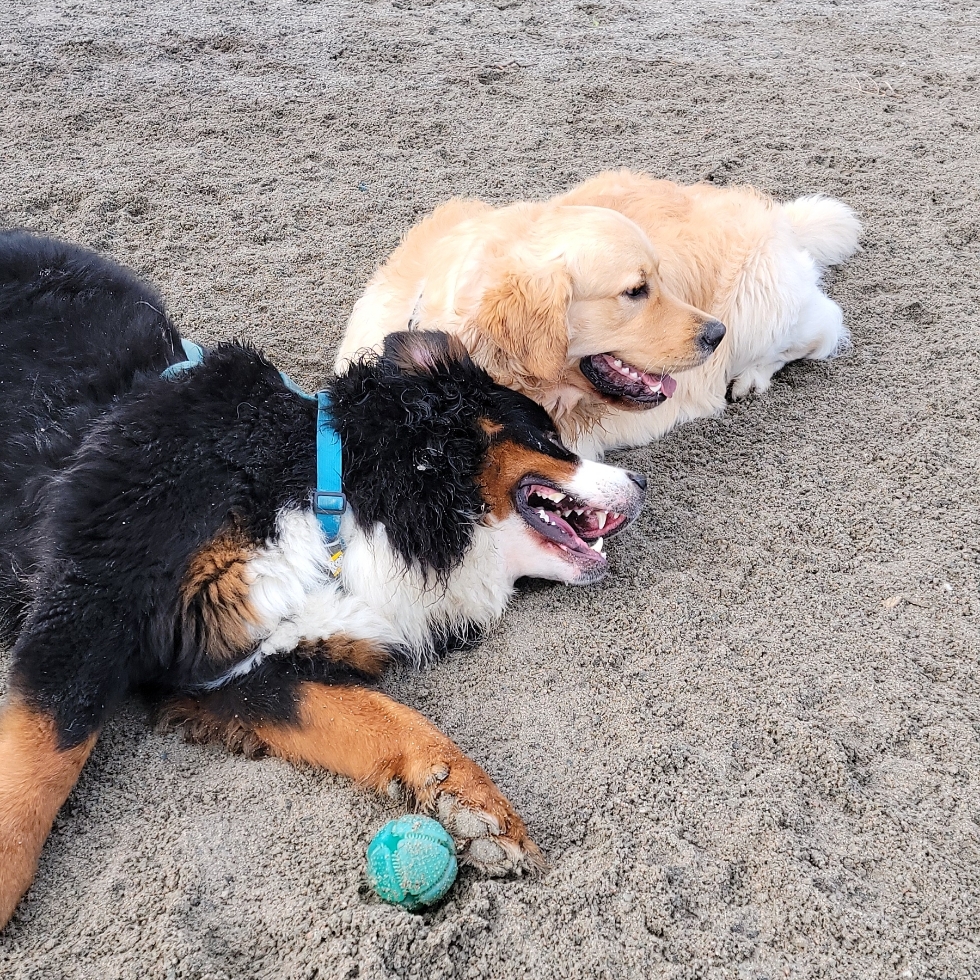 Kenmount Terrace Dog Park DogPack