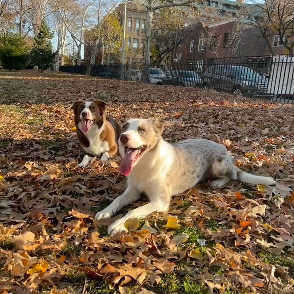 Astoria Park DogPack