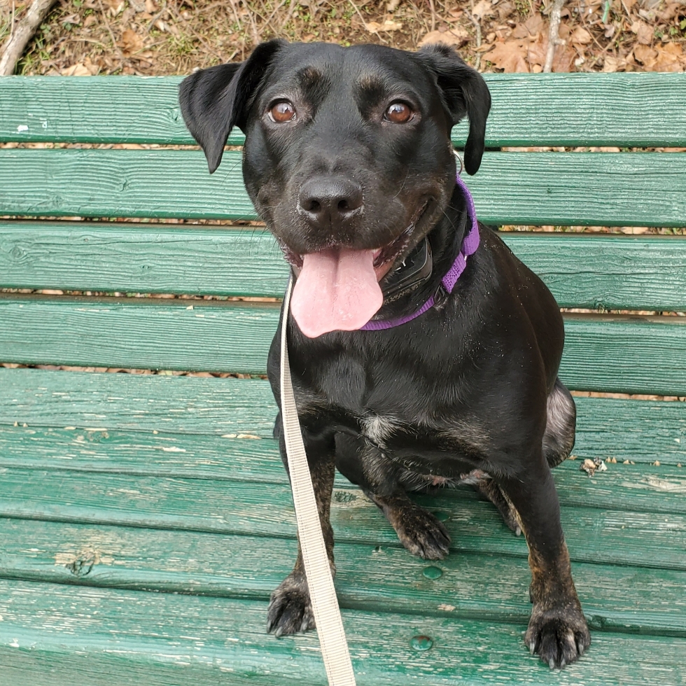 Ma & Pa Dog Park DogPack