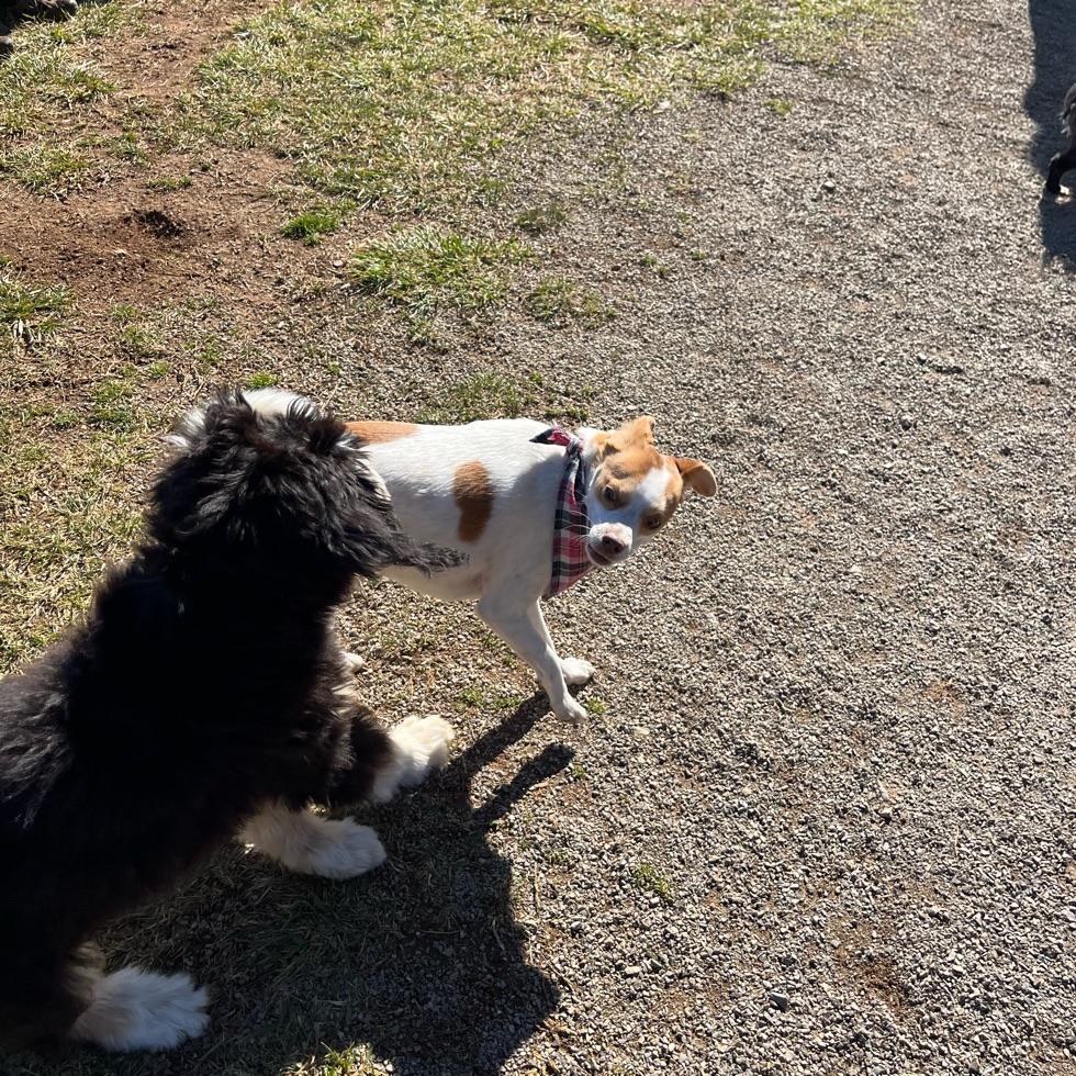 Plumb Creek Dog Park DogPack