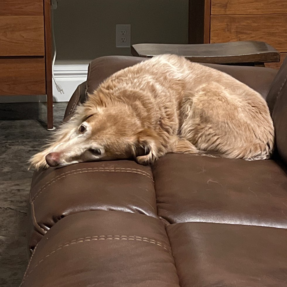 Plumb Creek Dog Park DogPack