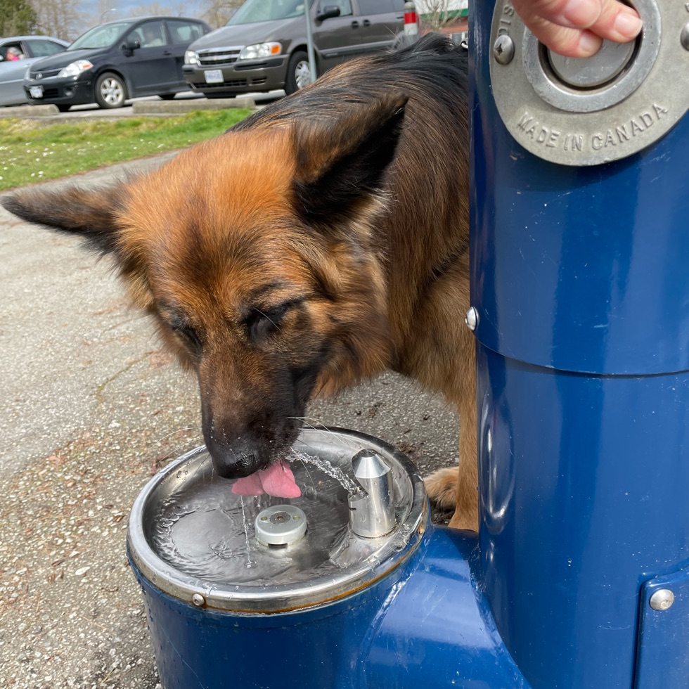 Burnaby Fraser Foreshore OffLeash Dog Park DogPack