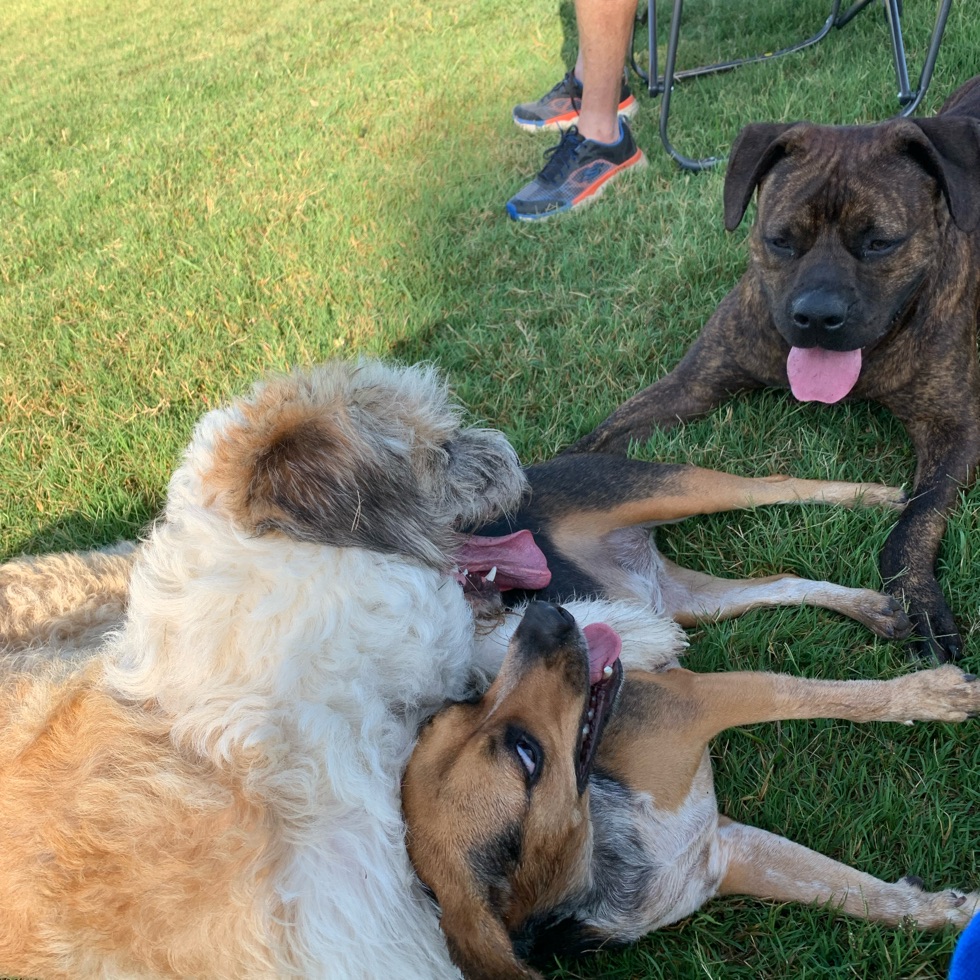Meridian Dog Park DogPack