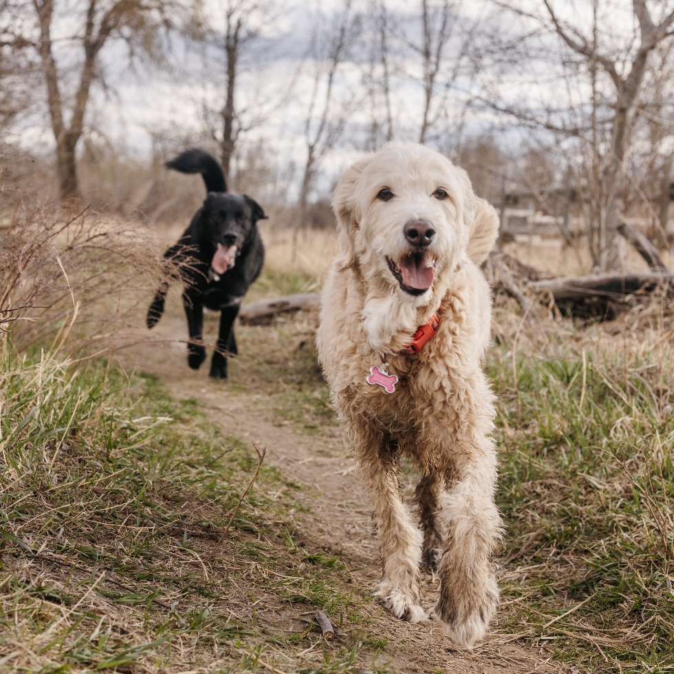 Sue Higgins Dog Park DogPack