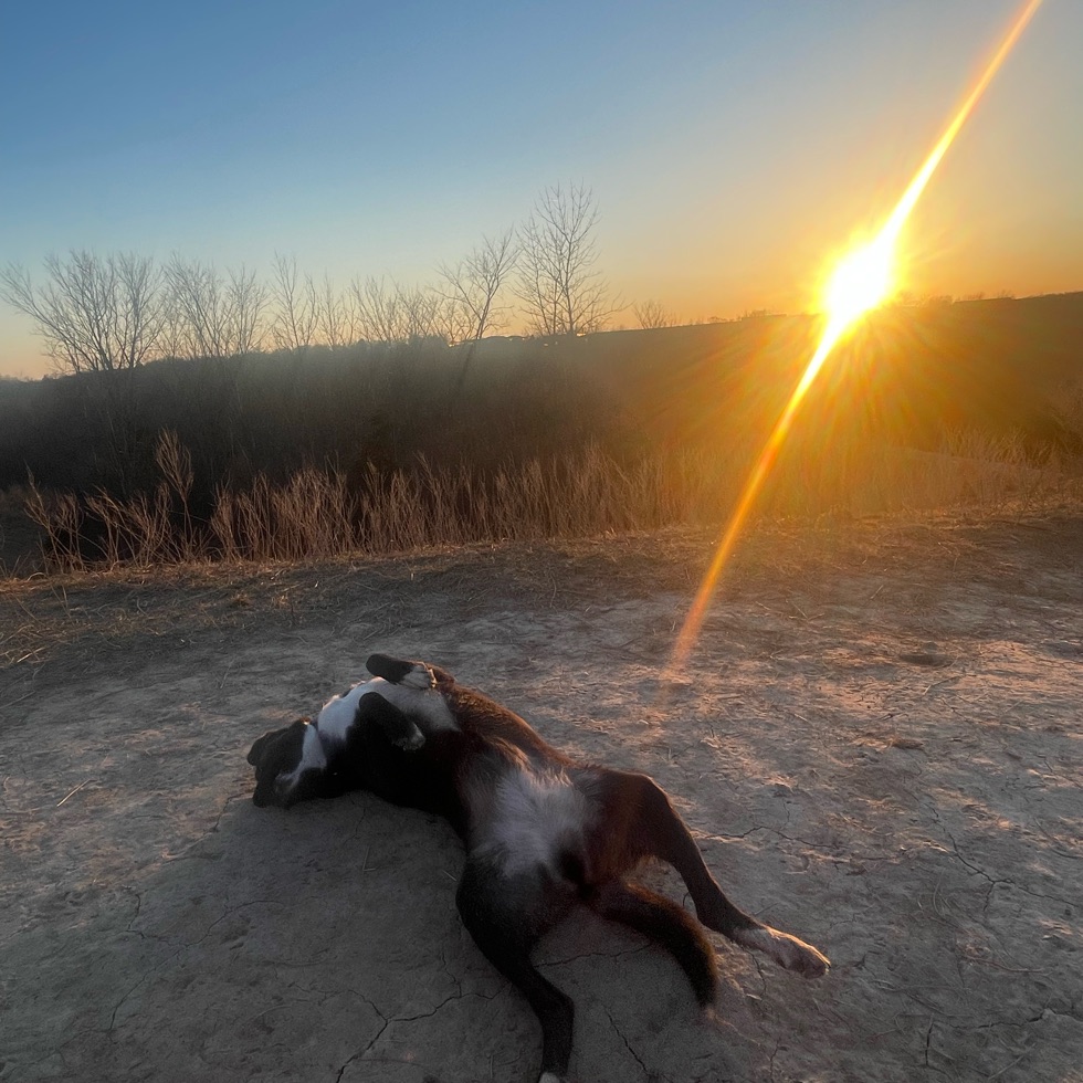 Granville Dog Park DogPack