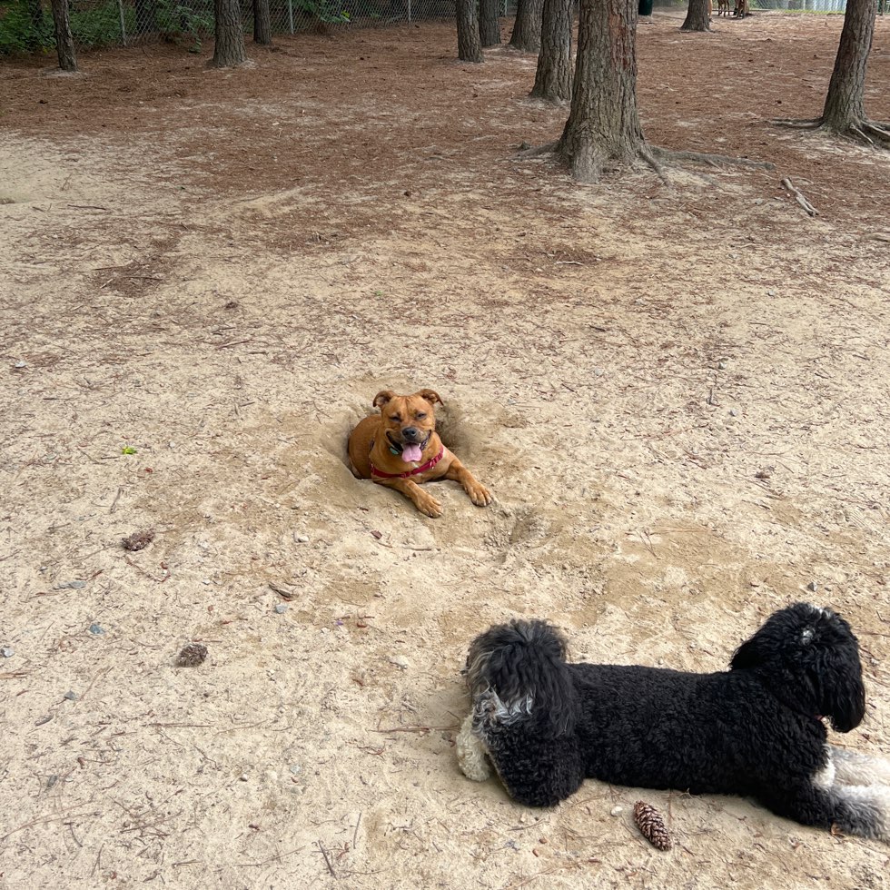 FuquayVarina Dog Park DogPack