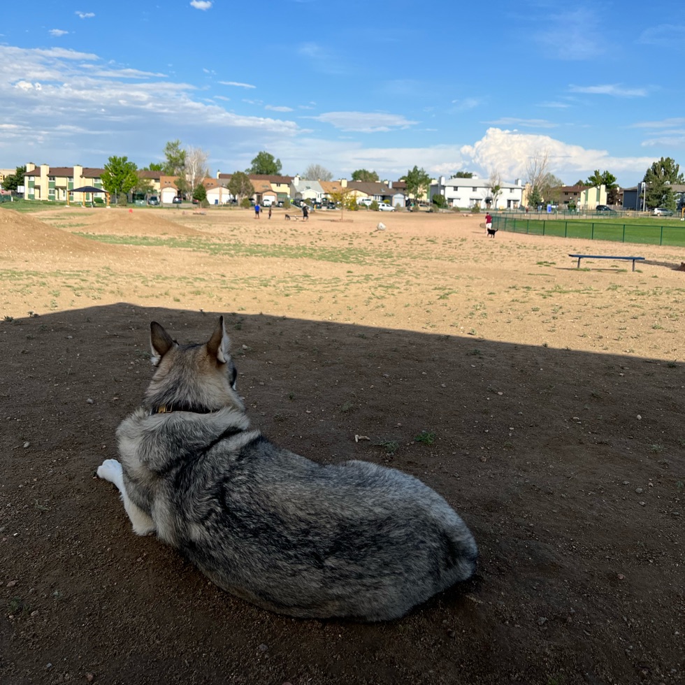 Eastridge Dog Park DogPack