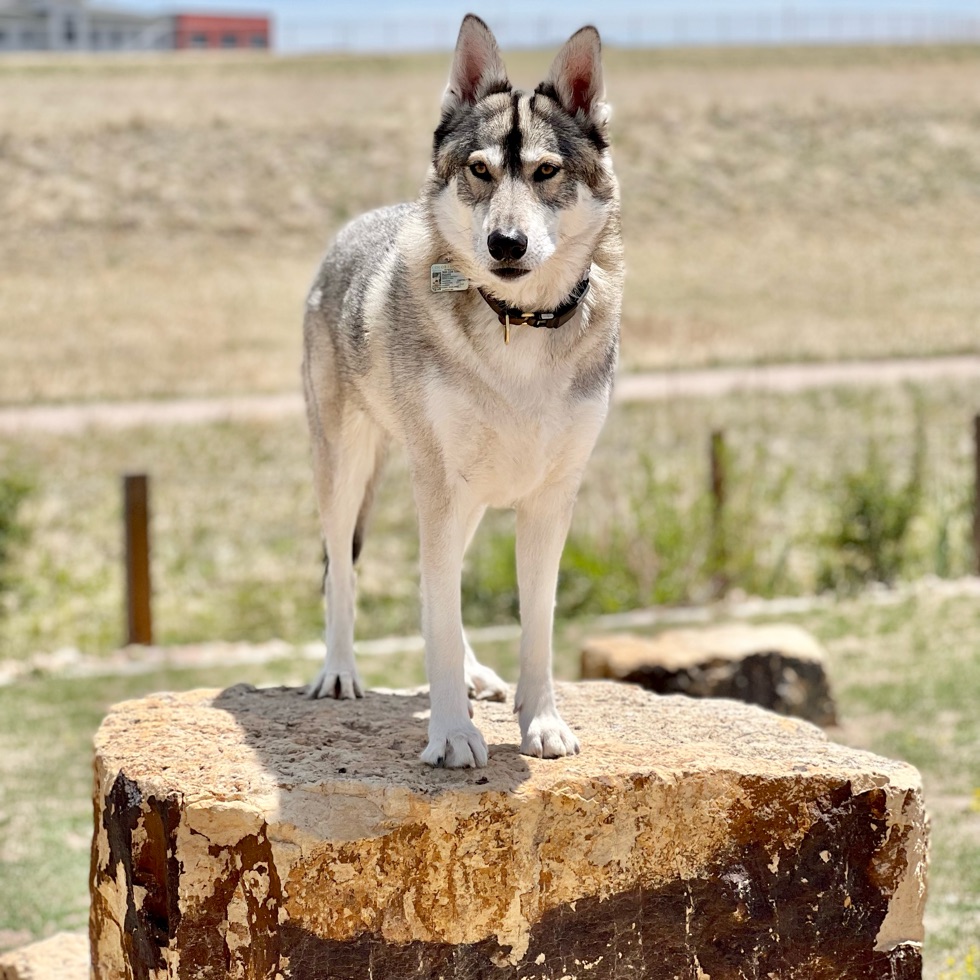 Vista Dog Park DogPack