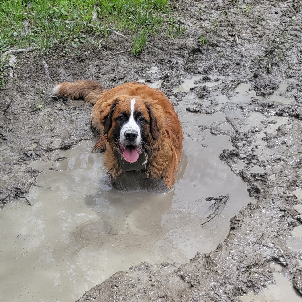 Freedom Dog Park Huntsville DogPack