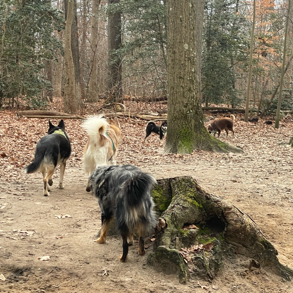 Timber Creek Dog Park DogPack