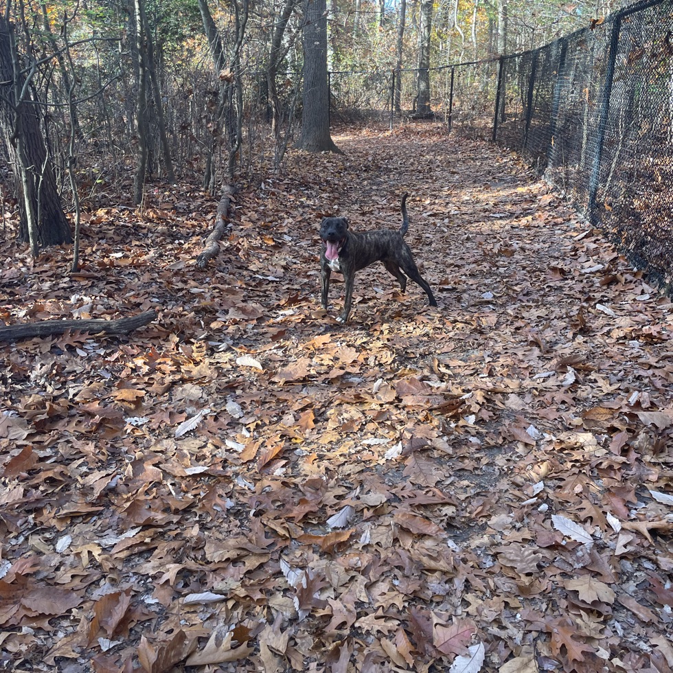 Timber Creek Dog Park DogPack