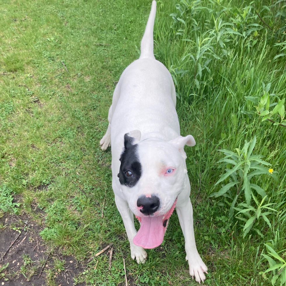 Stuart Sports Complex Dog Park DogPack