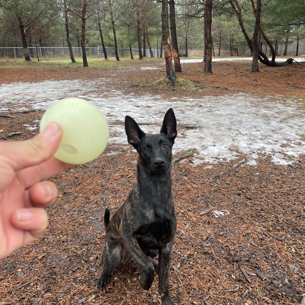 Freedom Dog Park Huntsville DogPack